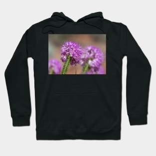 Beautiful Rocky Mountain Bee Plant in Utah Hoodie